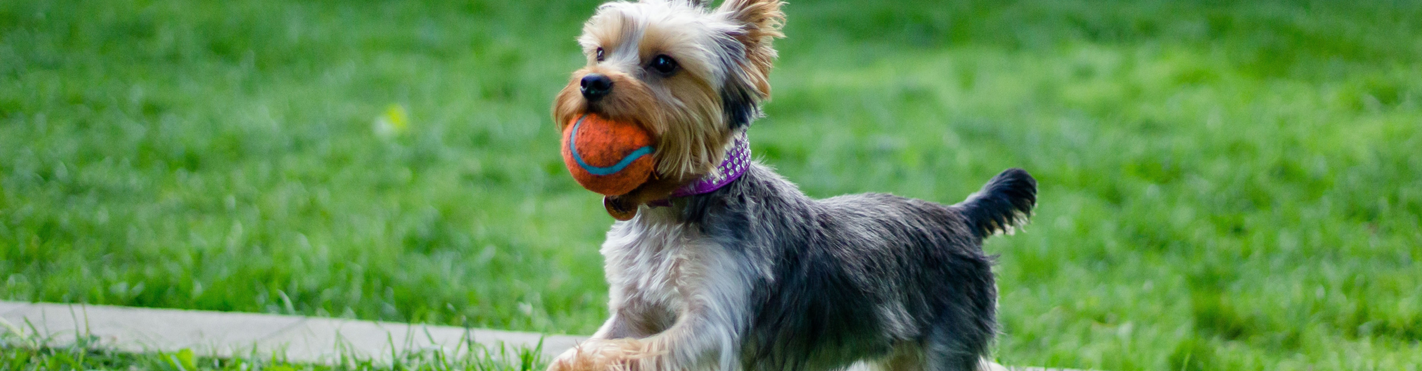 Petit chien type yorkshire portant une balle de tennis dans un parc herbeux, air joueur.