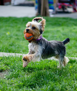 Playful Dog