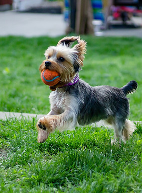 Playful Dog