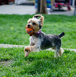 Dog Playing Outdoors