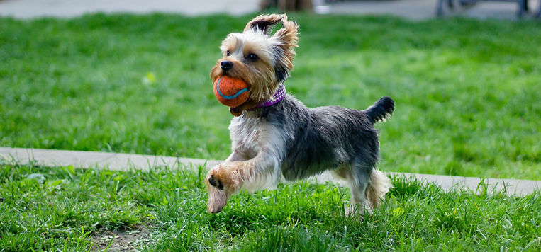 Playful Dog