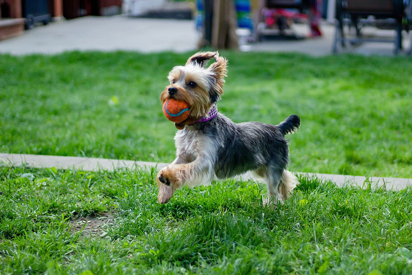 Dog Playing Outdoors