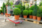 Garden Center Plants