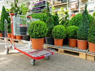 Best Plants and Shrubs for Buffalo’s Climate