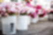 Fleurs fraîches