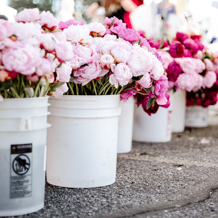Bouquets de pivoines roses et rouges dans des seaux