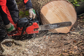 Cutting tree trunk