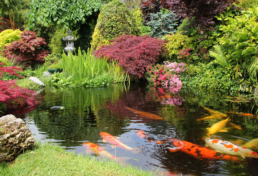 garden with koi fish