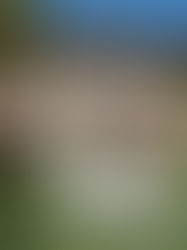 Buy Property in Italy, the road map.