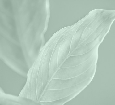 Feuilles abstraites
