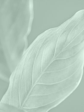 Abstract Leaves