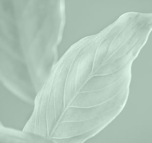 Minimalistische Blatt-Nahaufnahme