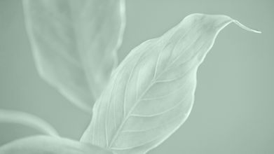 folhas abstratas