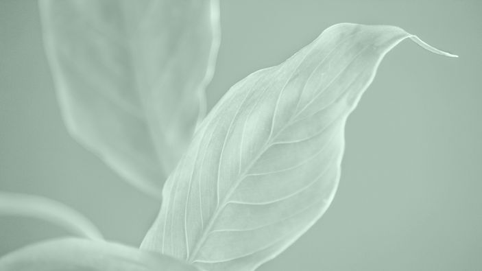 Minimalist Leaf Close-Up