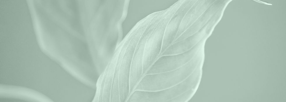 Minimalist Leaf Close-Up