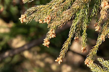 花粉症治療