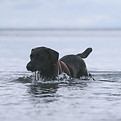 Chien dans l'eau