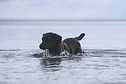 Chien de natation