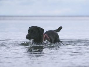 Ejercicio acuático: Si le gusta el agua, deja que nade para ejercitarse y refrescarse al mismo tiempo.