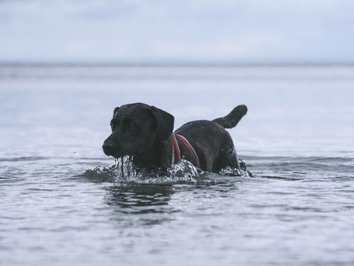 Dog swimming