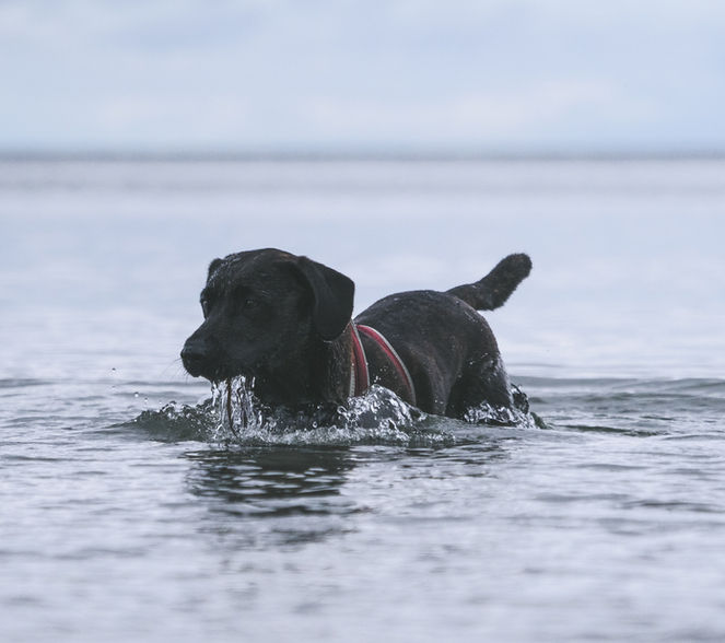 Smack pet food/dog food
Premium Smack pet food/dog food
Natural ingredients in Smack pet food/dog food
Grain-free Smack pet food/dog food
Limited ingredient diet in Smack pet food/dog food
High-quality protein in Smack pet food/dog food
Balanced nutrition in Smack pet food/dog food
Fresh meat and fish in Smack pet food/dog food
Omega-3 and Omega-6 fatty acids in Smack pet food/dog food
Digestive health in Smack pet food/dog food
Hypoallergenic Smack pet food/dog food
No artificial preservatives, colors, or flavors in Smack pet food/dog food
Sustainable sourcing in Smack pet food/dog food
Biodegradable packaging for Smack pet food/dog food
Healthy Smack pet food/dog food.best raw pet food ontario