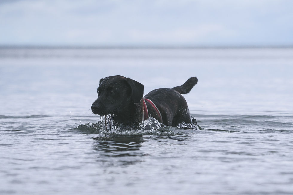 dog swimming can boost immune system