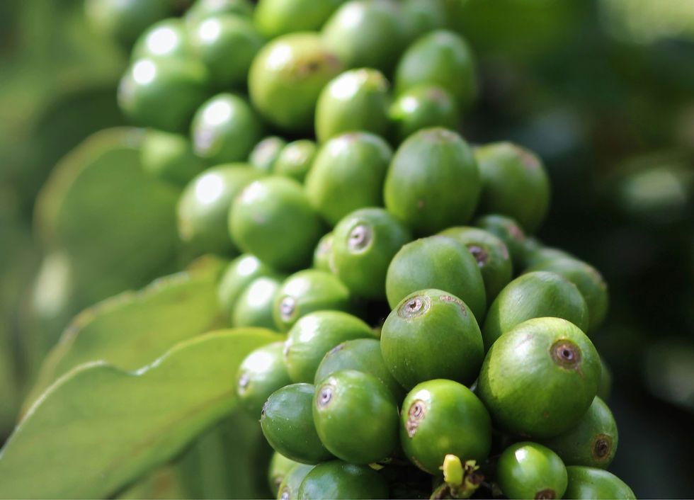 Green Coffee Berries