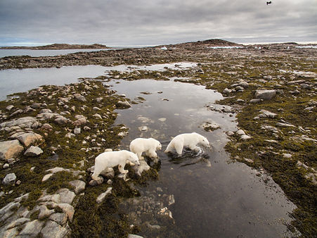 Polar Bears