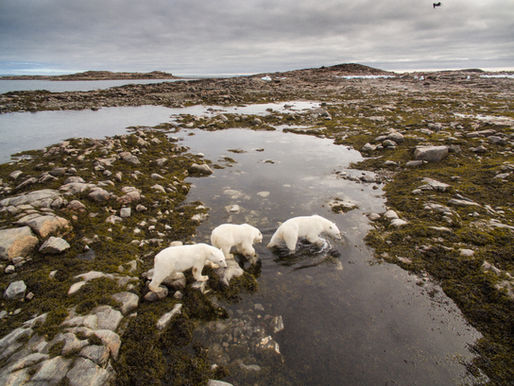 WHEN MOTHER NATURE GIVES UP voices from the animal kingdom