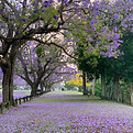 Parque floreciente