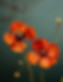 Decorative Poppy Flowers