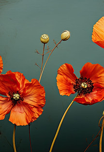 Fleurs de pavot