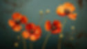 Poppy Flowers