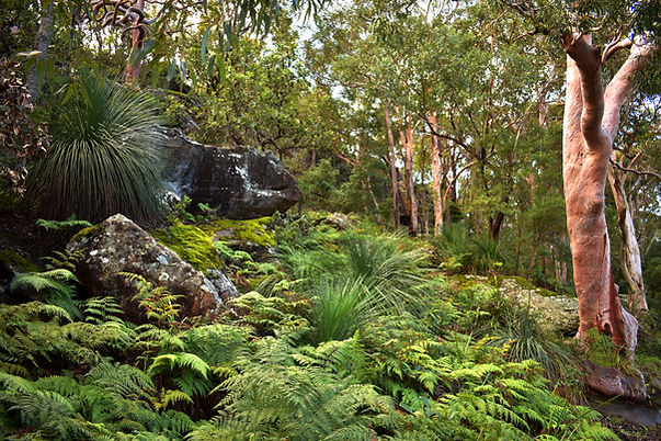 National park nature picture with trees and rocks and word testiminials page