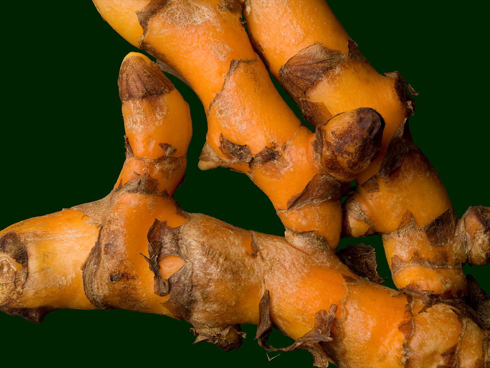 Turmeric Rhizomes Closeup