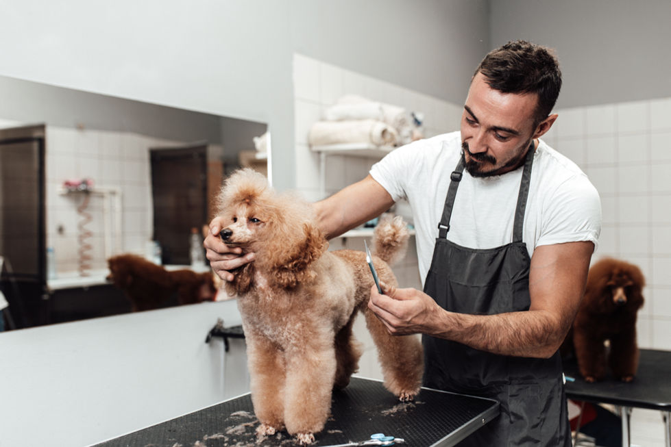 Grooming Salon