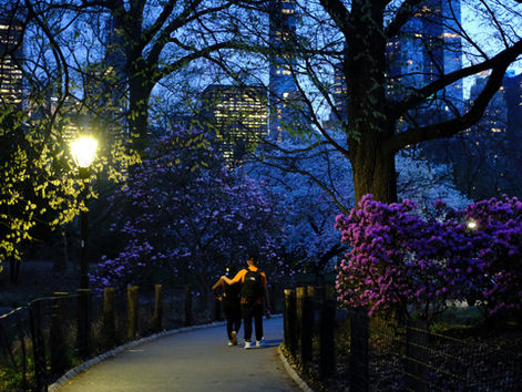 Evening Park Stroll