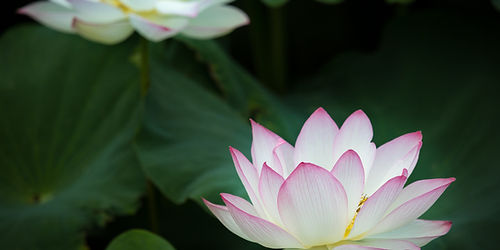 蓮の花