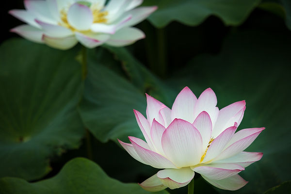 蓮の花