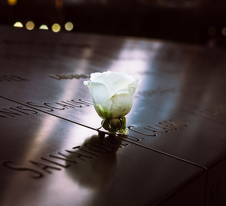 White Rose Tribute