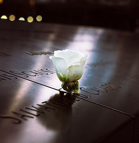 Hommage à la rose blanche