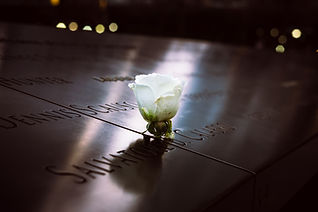 Memorial White Rose