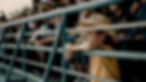 Child Watching the Rodeo From the Stands