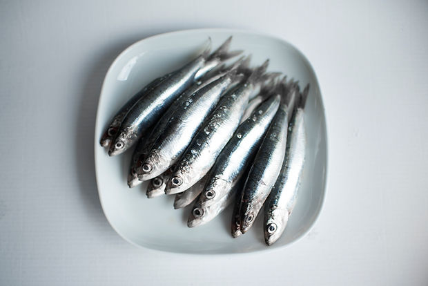 sardine