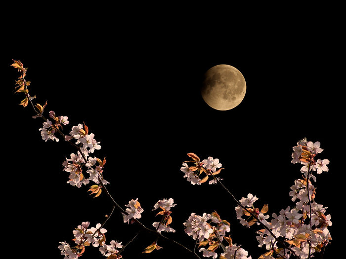 満月夜桜
