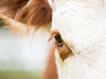 Did You Know about Colorado Beef?