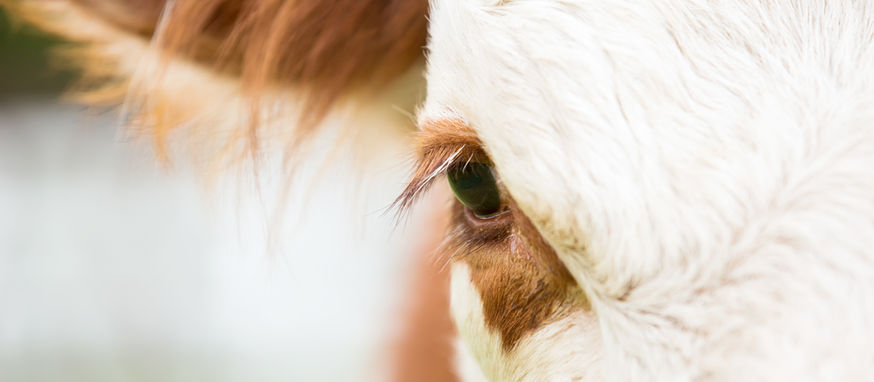 PEPR’s Impact in 2025: Strengthening Organizations, Growing the Movement, Accelerating Impact for Animals