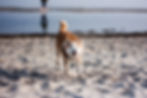 海辺を駆ける柴犬