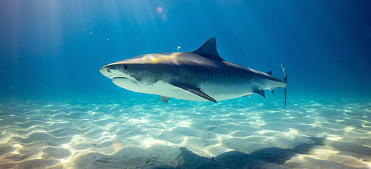 Shark