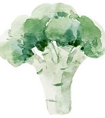 Aquarell Brokkoli Illustration